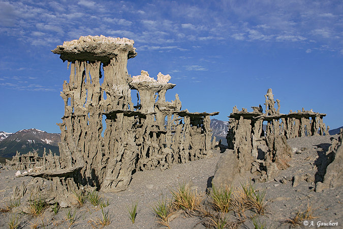 Graceful Sand Tufas